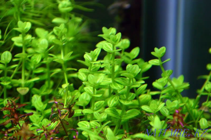 Lindernia rotundifolia  Қарағанды - изображение 2