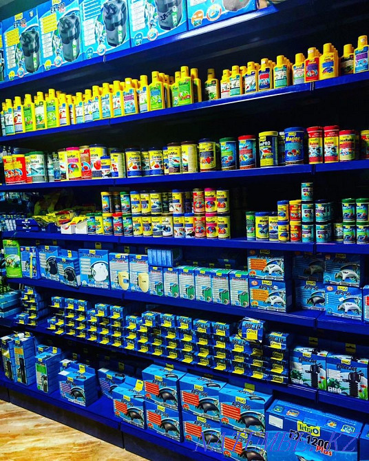 Tetra (Tetra) in the pet store 