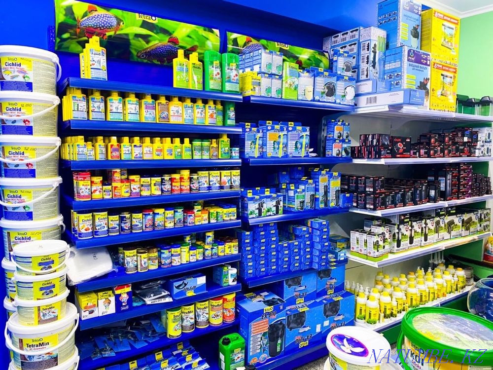 Tetra (Tetra) in the pet store 