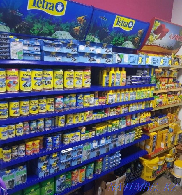 Tetra (Tetra) in the pet store 