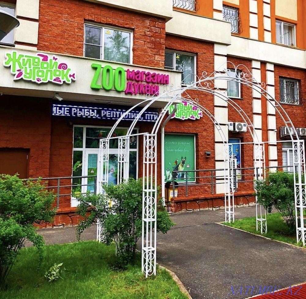 Tetra (Tetra) in the pet store 