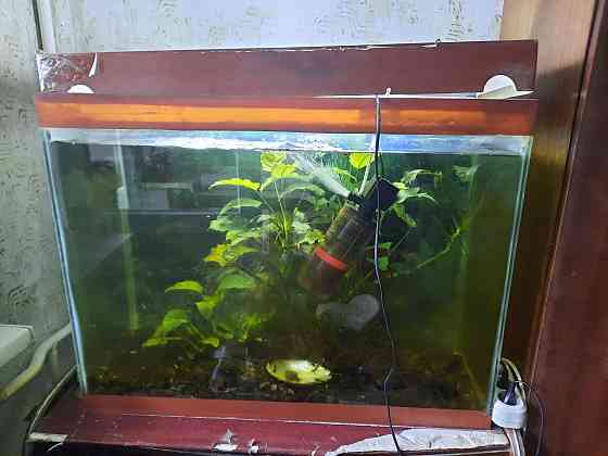 Срочно продам аквариум с живыми водорослями  Алматы