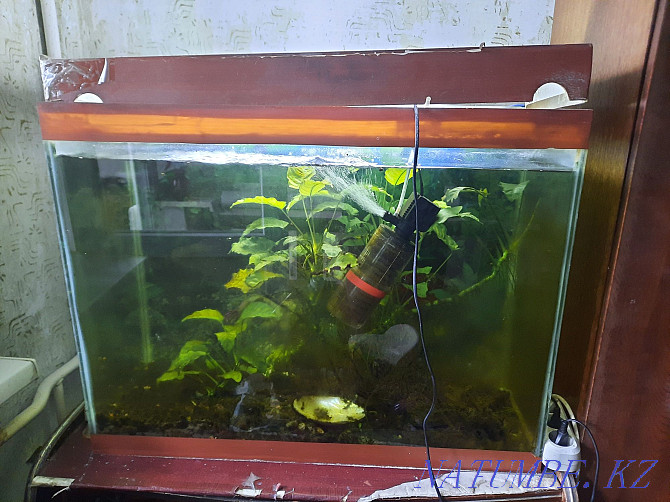 Urgent sale aquarium with live algae Almaty - photo 1