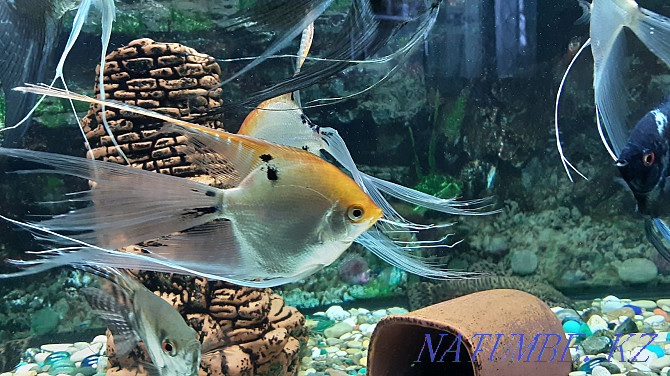 I will sell adult angelfish, veil. Available 6pcs. Kostanay - photo 4