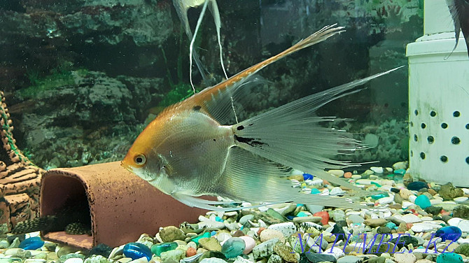 I will sell adult angelfish, veil. Available 6pcs. Kostanay - photo 7