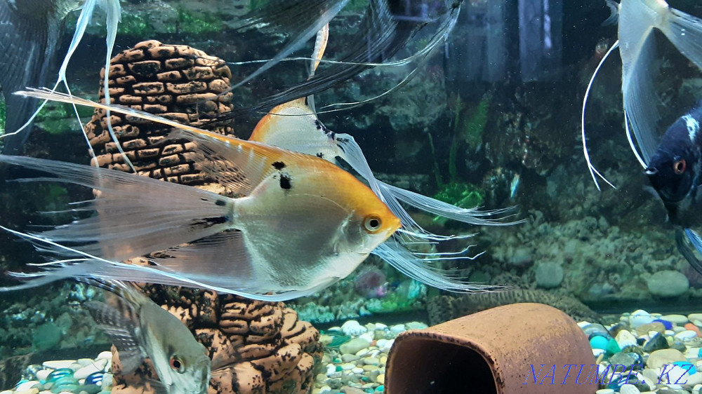I will sell adult angelfish, veil. Available 6pcs. Kostanay - photo 4
