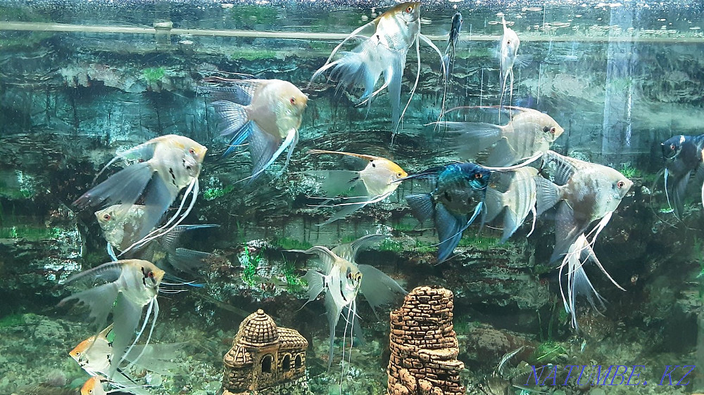 I will sell adult angelfish, veil. Available 6pcs. Kostanay - photo 1