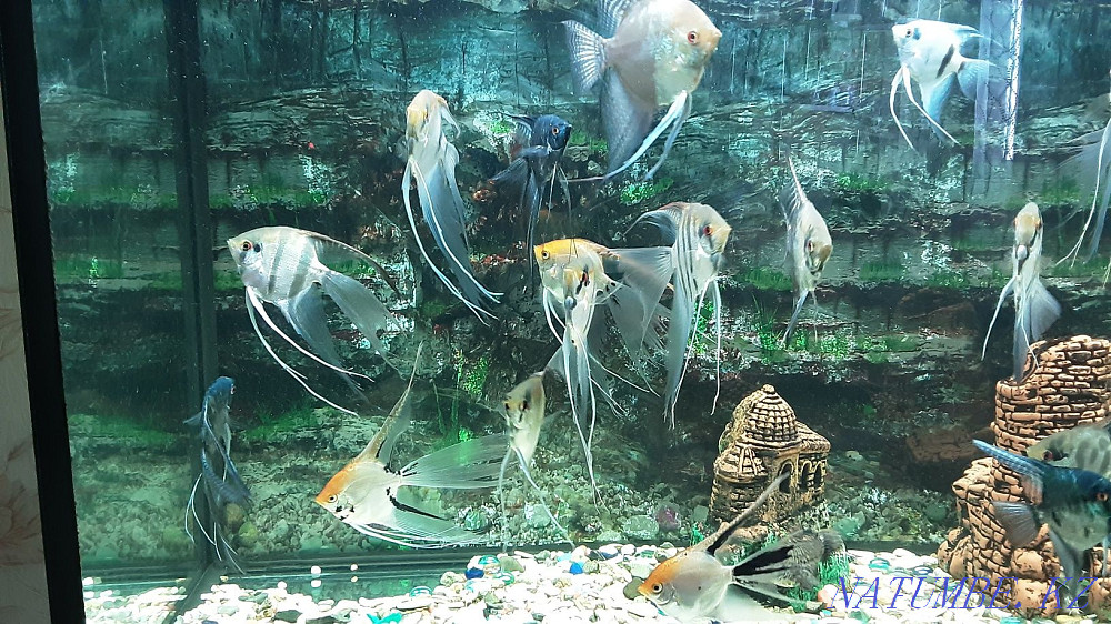 I will sell adult angelfish, veil. Available 6pcs. Kostanay - photo 2