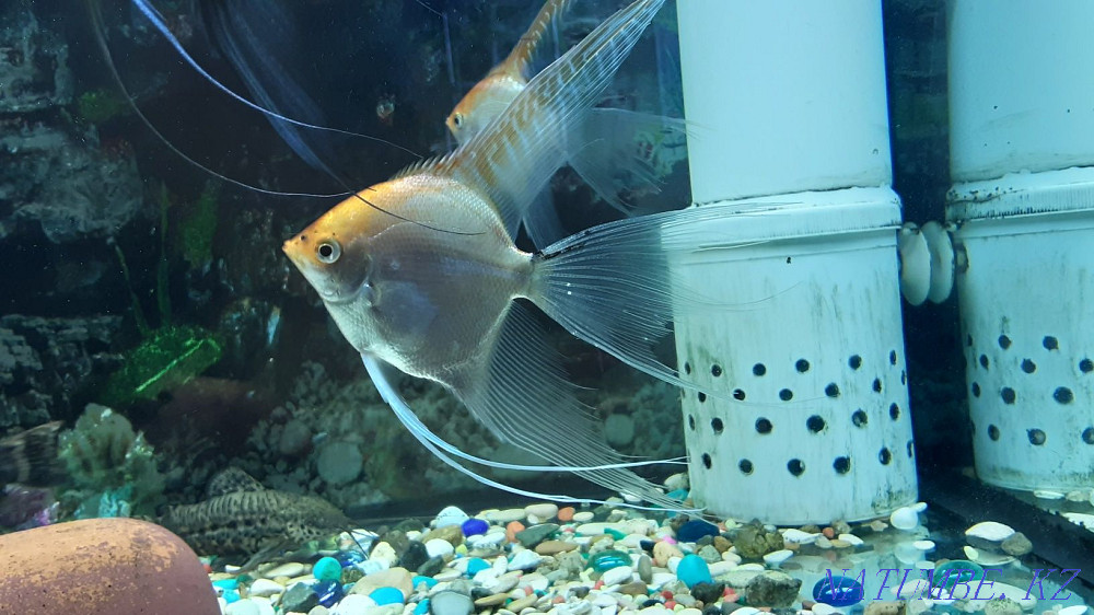 I will sell adult angelfish, veil. Available 6pcs. Kostanay - photo 5