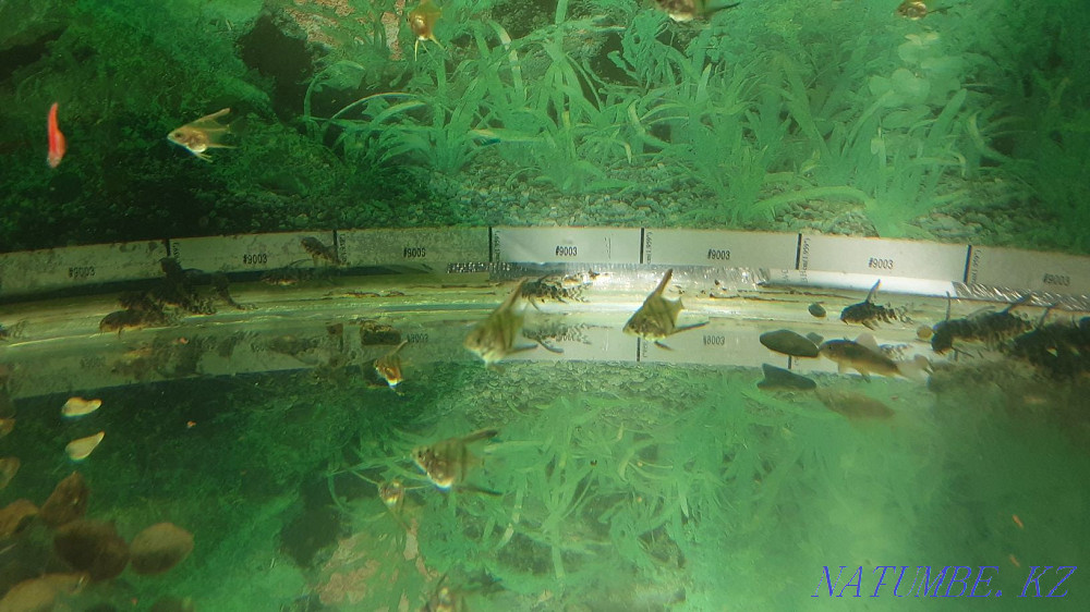 Продам сомиков коридоросы, крапчатых , вуалиевые. 250тг. Костанай - изображение 7