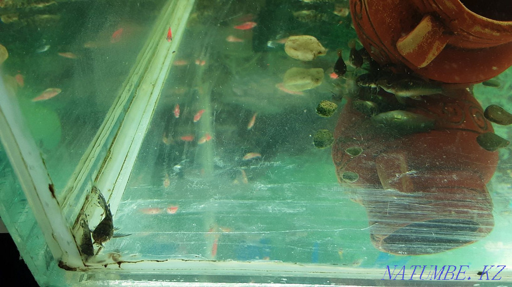 Продам сомиков коридоросы, крапчатых , вуалиевые. 250тг. Костанай - изображение 6