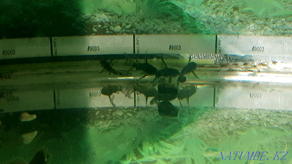 Продам сомиков коридоросы, крапчатых , вуалиевые. 250тг. Костанай - изображение 3