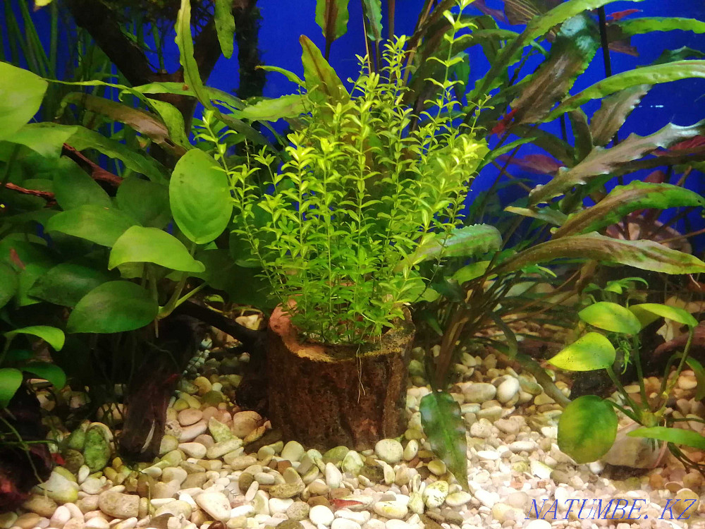 Хемиантус микрантемоидес  - изображение 2