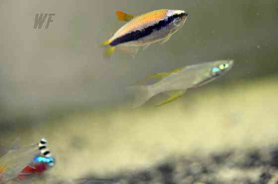 Радужная рыба-нить или радужная рыба с перьями Шымкент