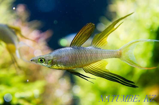 Радужная рыба-нить или радужная рыба с перьями Шымкент - изображение 1