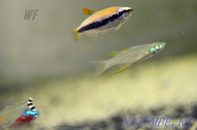 Радужная рыба-нить или радужная рыба с перьями Шымкент - изображение 3