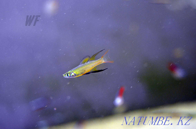 Радужная рыба-нить или радужная рыба с перьями Шымкент - изображение 2