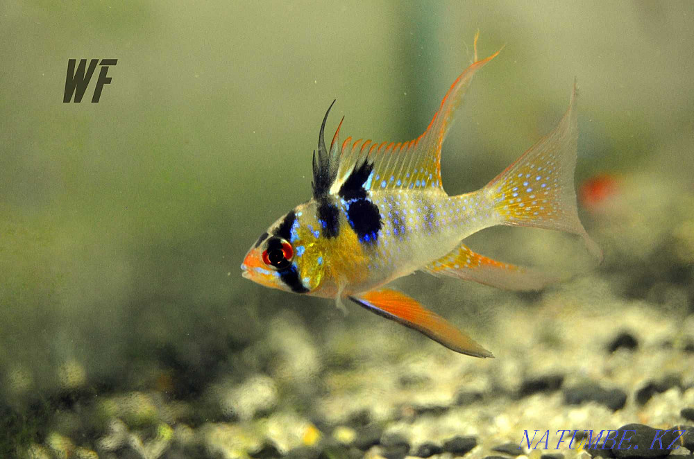 Микрогеофаг Рамерезы Шымкент - изображение 2