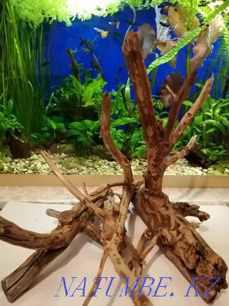 Driftwood in the aquarium.  - photo 2