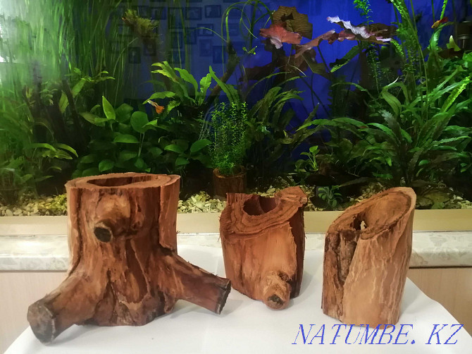 Driftwood in the aquarium.  - photo 1