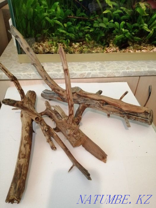 Аквариумдағы дрифт ағашы.  - изображение 4