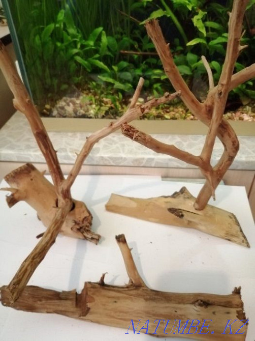 Аквариумдағы дрифт ағашы.  - изображение 6