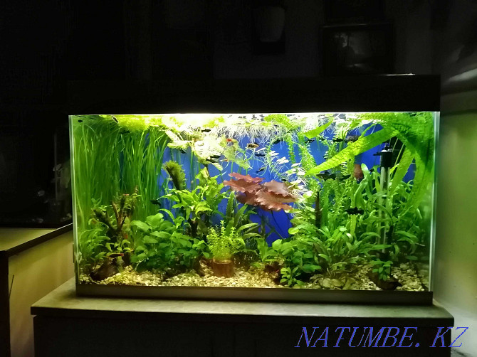 Anubias and Thai fern on a driftwood  - photo 2