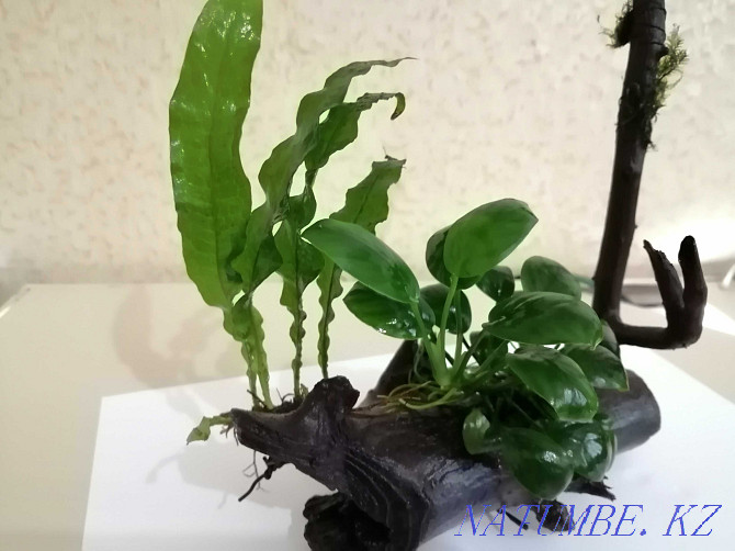 Anubias and Thai fern on a driftwood  - photo 1