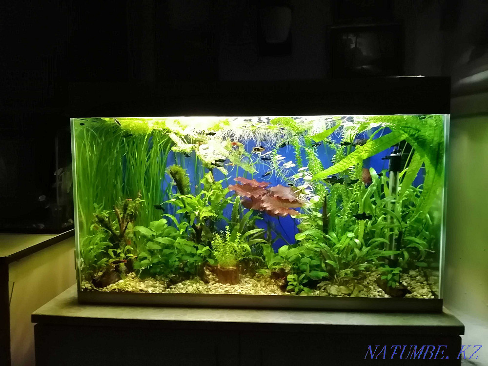 Ағаштағы Анубиас пен Тай папоротнигі  - изображение 2