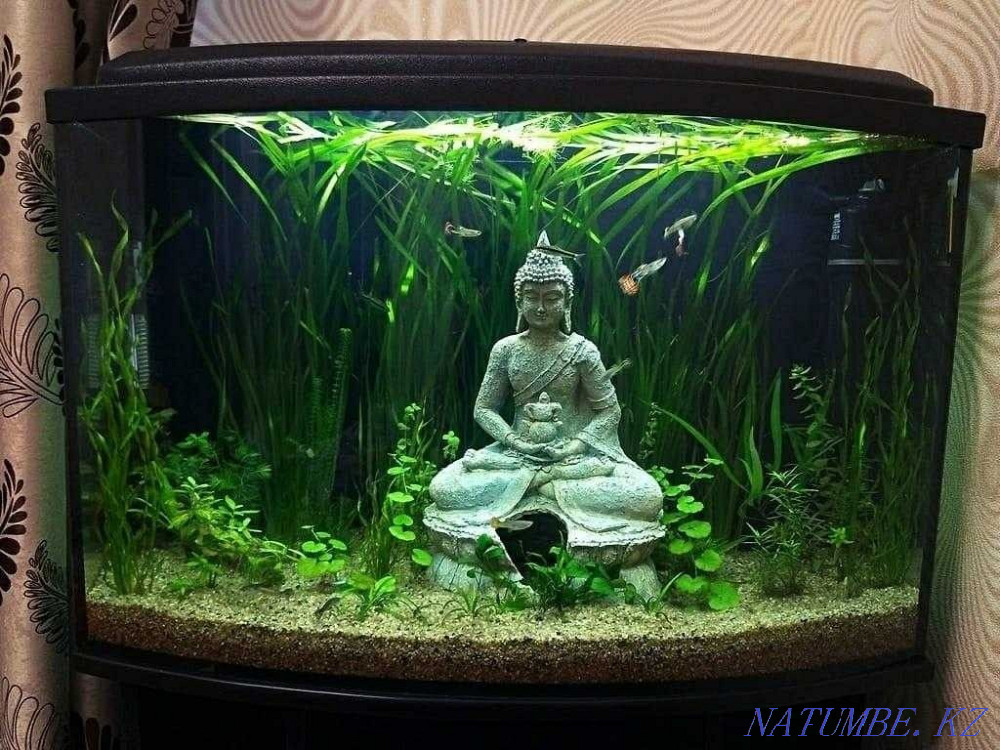 Аквариумдарды безендіру және орнату Шымкент - изображение 5