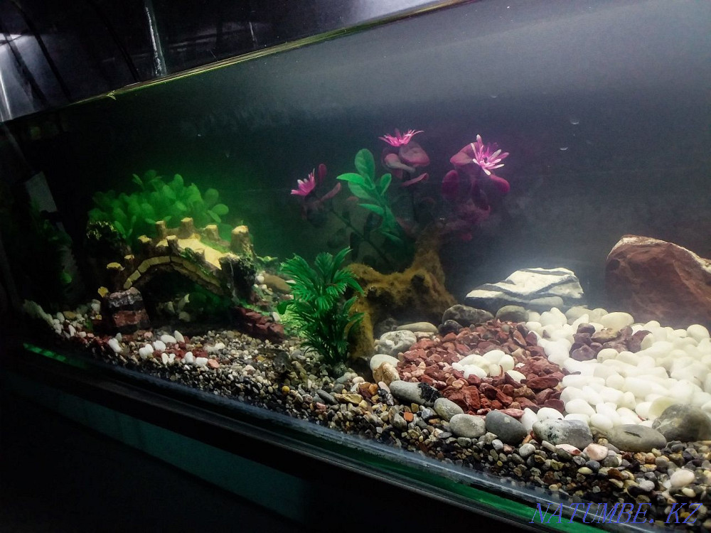 Аквариумдарды безендіру және орнату Шымкент - изображение 2
