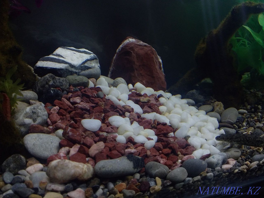 Аквариумдарды безендіру және орнату Шымкент - изображение 4