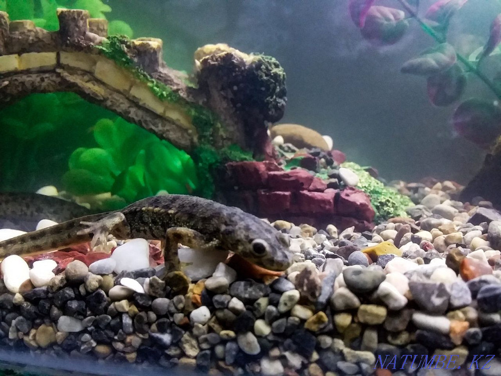 Аквариумдарды безендіру және орнату Шымкент - изображение 1