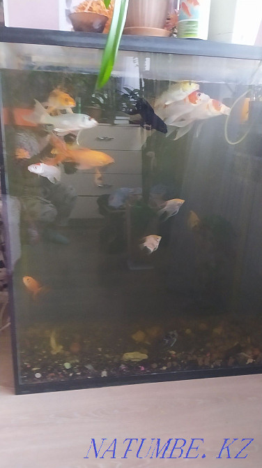 Срочно Продам рыб кой, скалярий и сома Алматы - изображение 6