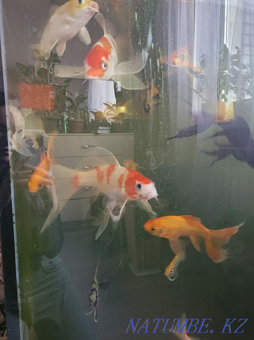 Срочно Продам рыб кой, скалярий и сома Алматы - изображение 1