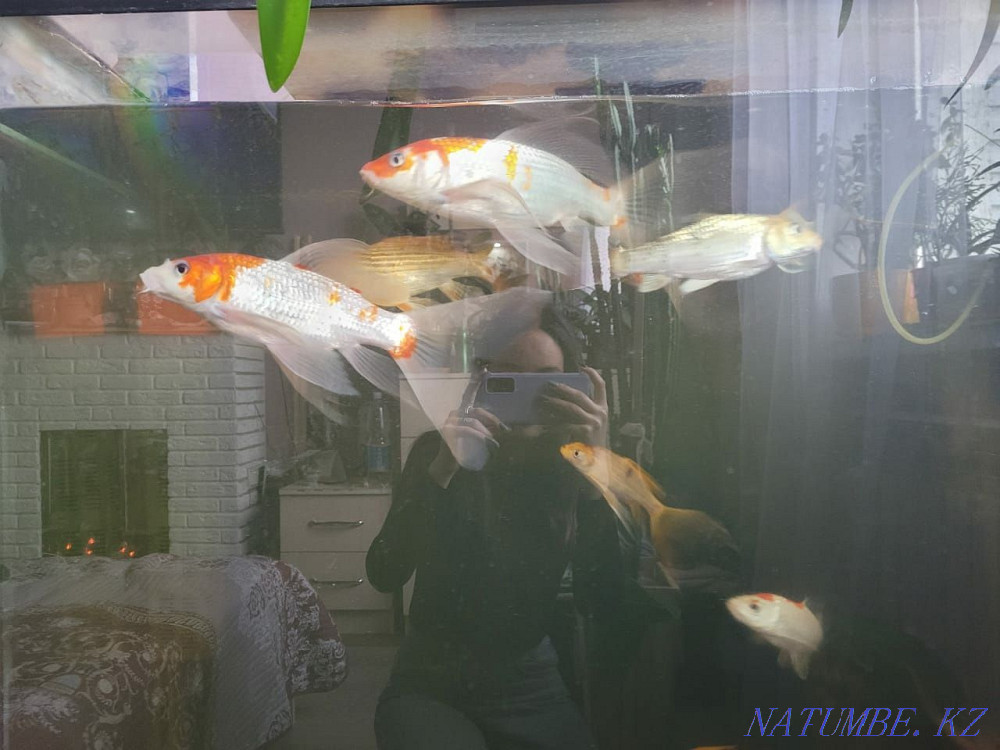 Срочно Продам рыб кой, скалярий и сома Алматы - изображение 5