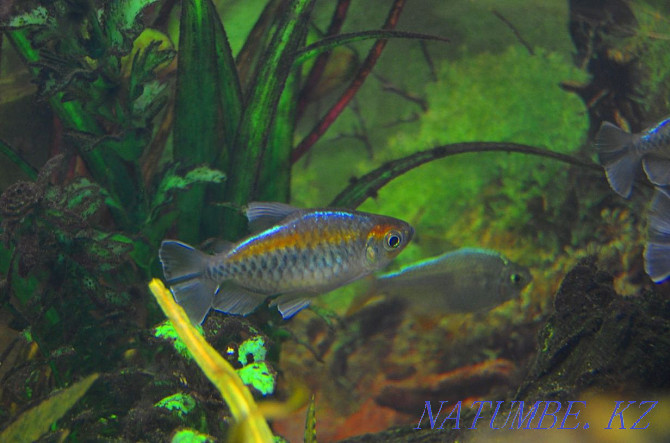 Fish Tetra congo large Shymkent - photo 1