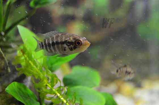 Манагуанские цихлозомы (крупная рыба) Шымкент