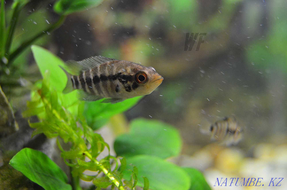 Манагуа циклосомалары (үлкен балықтар) Шымкент - изображение 2