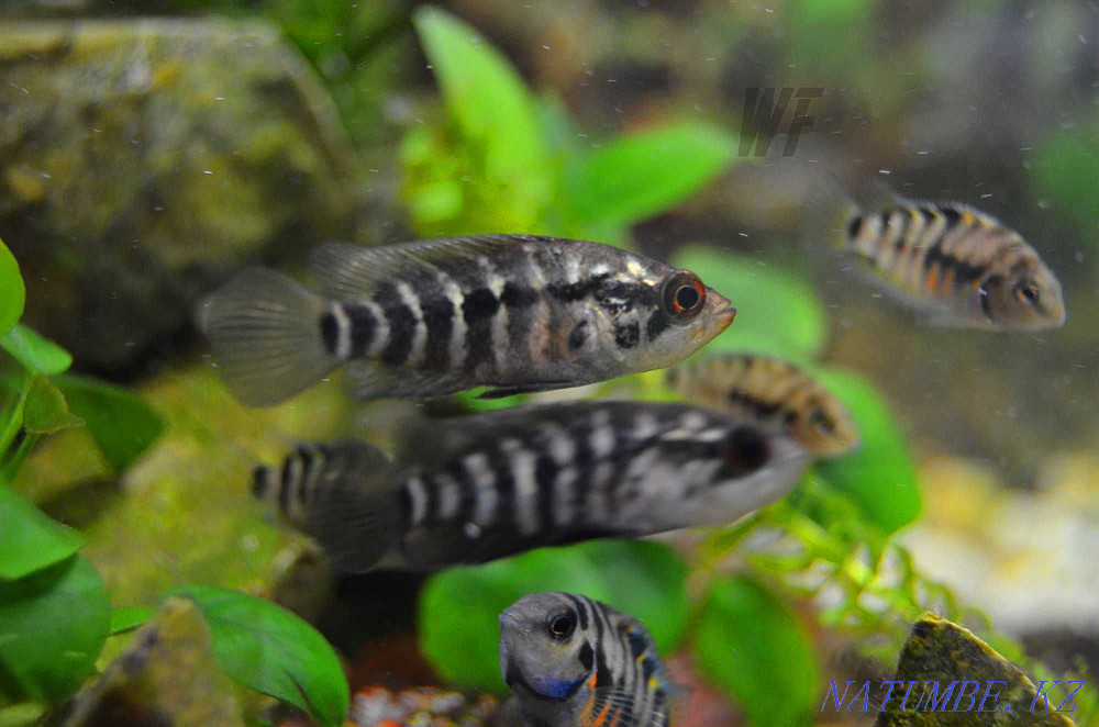 Манагуа циклосомалары (үлкен балықтар) Шымкент - изображение 1