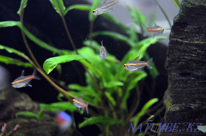 aquarium fish Shymkent - photo 3