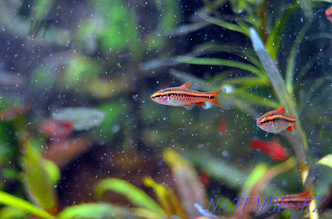 aquarium fish Shymkent - photo 1