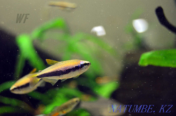 aquarium fish Shymkent - photo 5