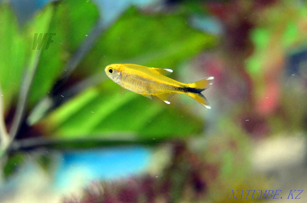 Аквариумные рыбки Шымкент - изображение 4