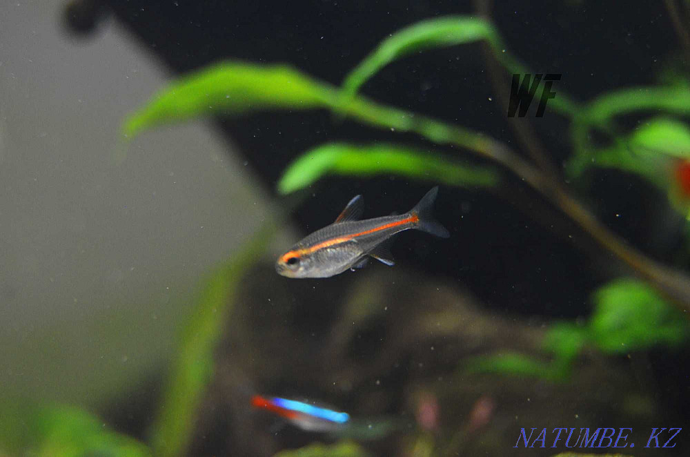 Аквариумные рыбки Шымкент - изображение 6