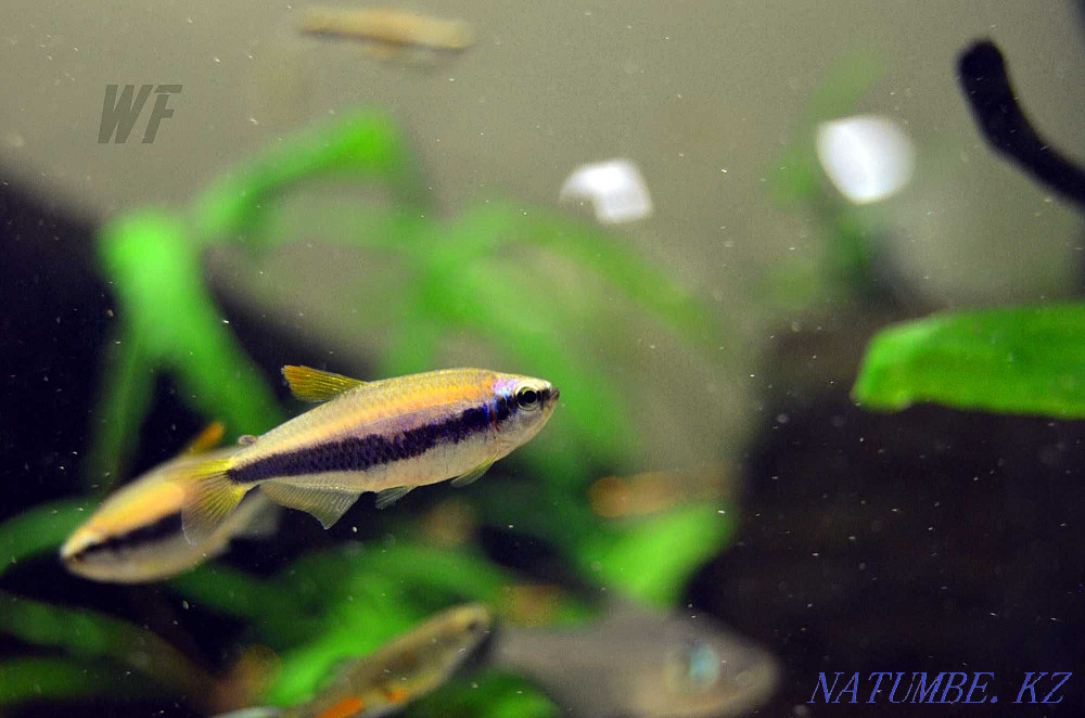 Аквариумные рыбки Шымкент - изображение 5