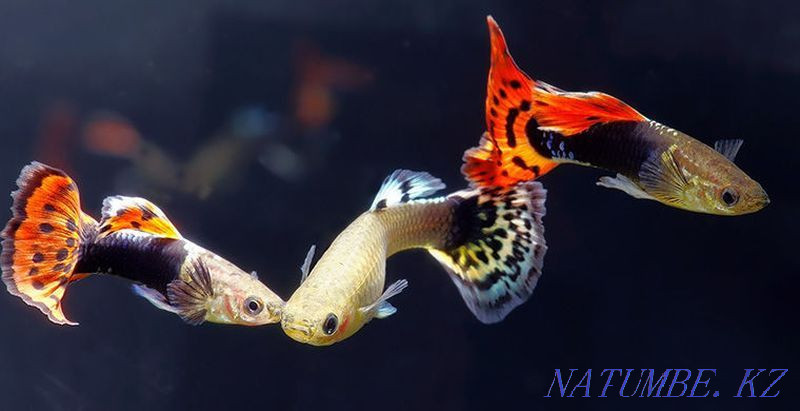 Aquarium fish. Guppy. Karagandy - photo 1