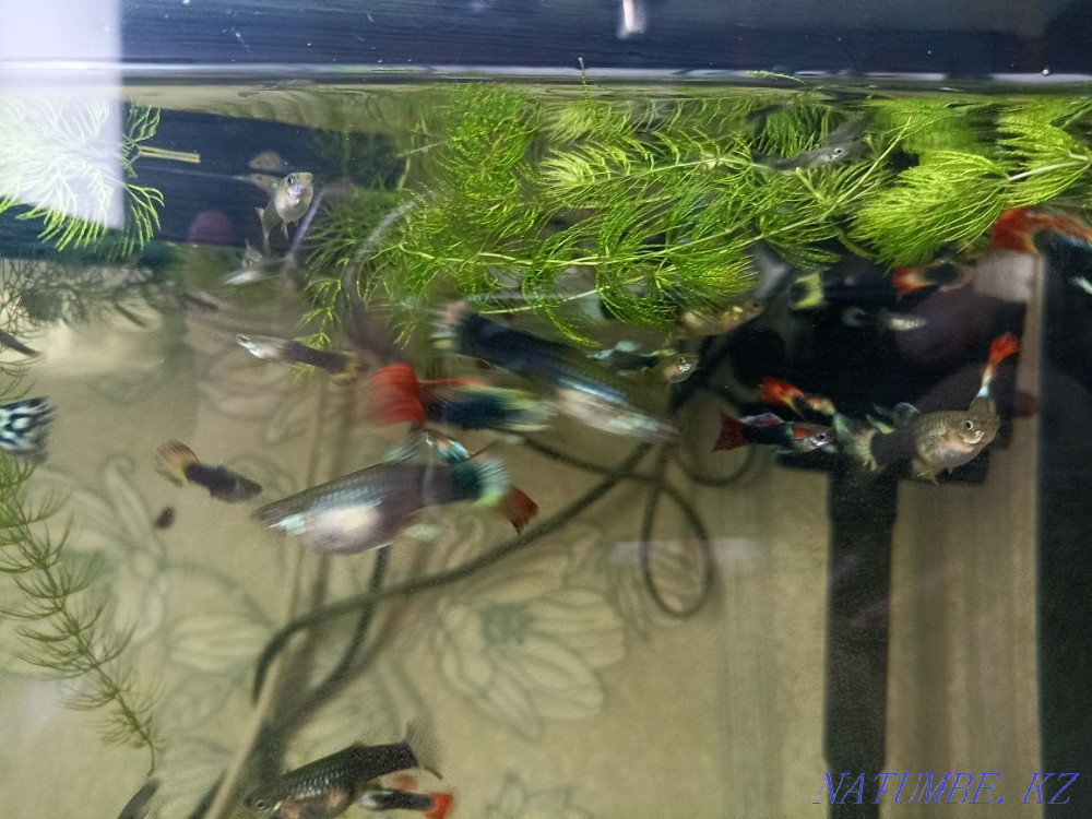 Aquarium fish. Guppy. Karagandy - photo 3
