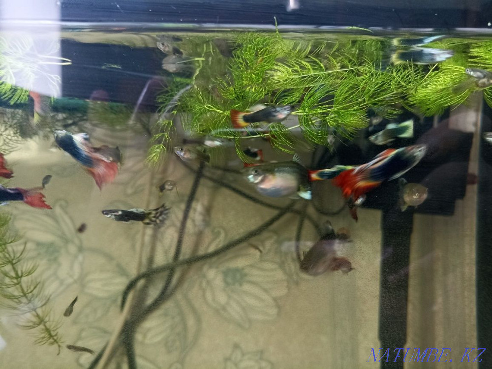 Aquarium fish. Guppy. Karagandy - photo 4