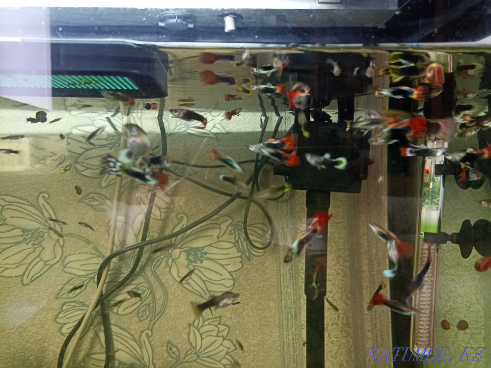 Aquarium fish. Guppy. Karagandy - photo 2